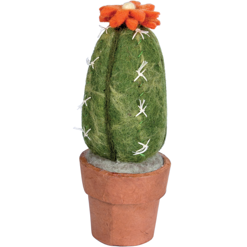 Fair Trade San Pedro Cactus