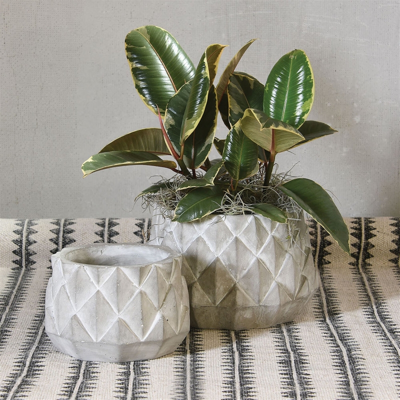 Pineapple Sago Cachepot, Assorted Sizes