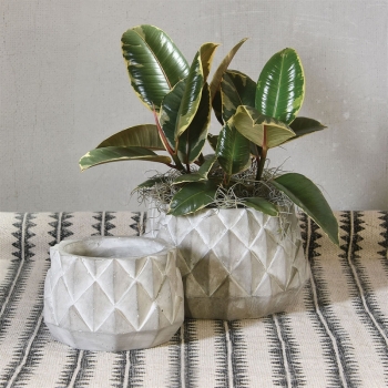 Pineapple Sago Cachepot, Assorted Sizes