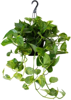 Pothos Plant, Assorted