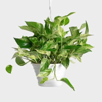 Pothos Plant, Assorted