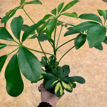 Schefflera Green Arboricola Umbrella Tree