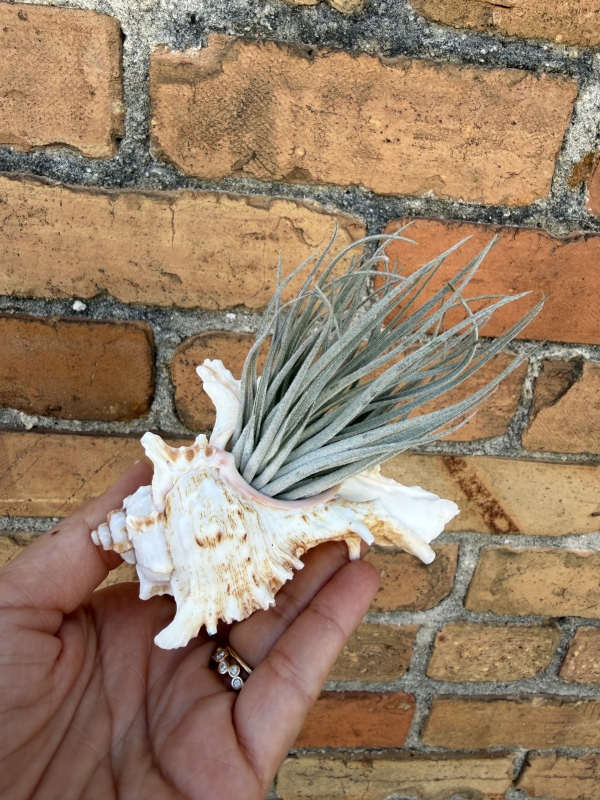 Air plant with sea shell planter