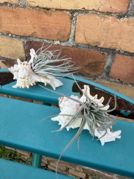 Air plant with sea shell planter