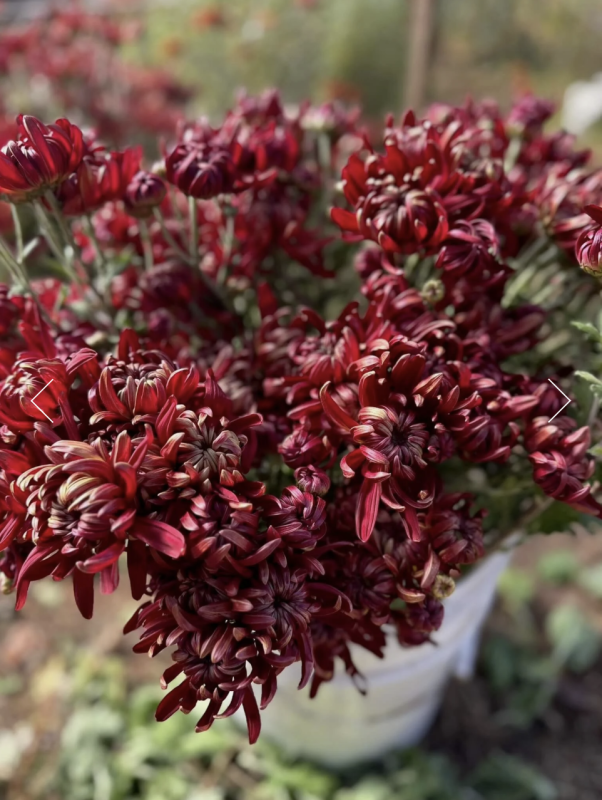 2026 October Flower Subscription