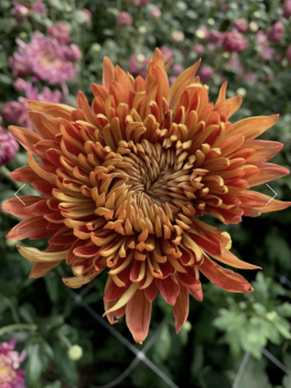 2026 October Flower Subscription