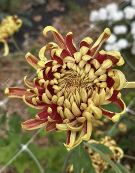 2026 October Flower Subscription