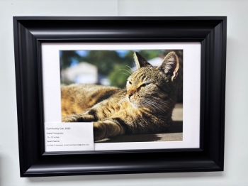 Community Cat, 2020