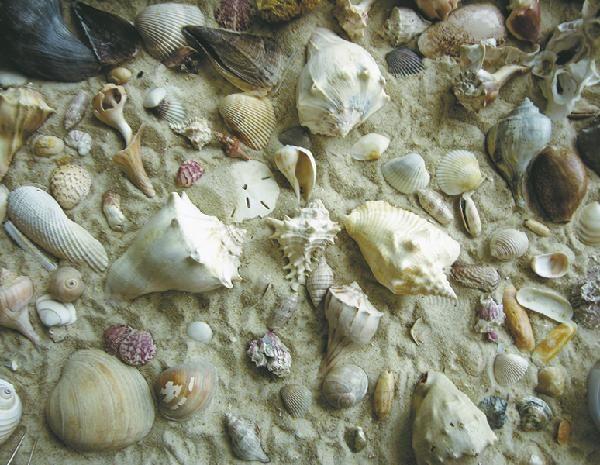 She Sells Sea Shells 550 Pc. Jigsaw Puzzle