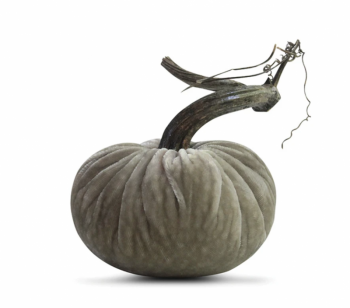 Velvet Plush Pumpkin - Putty
