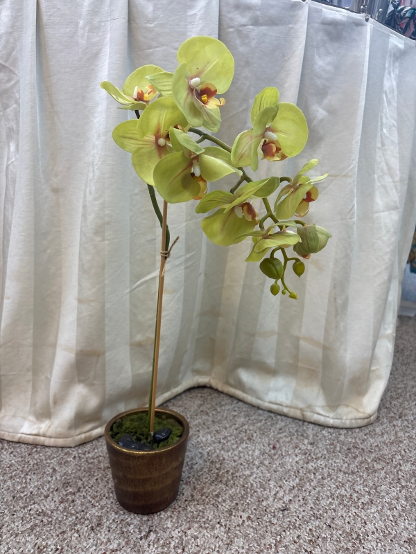 Potted - Real Touch Green Phalaenopsis Orchid 5