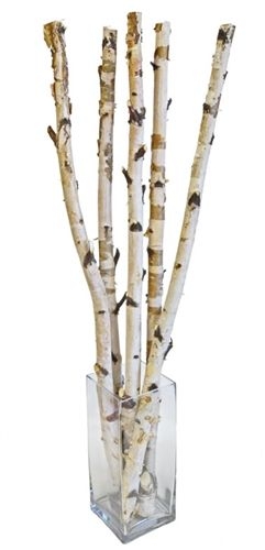 Birch Branch