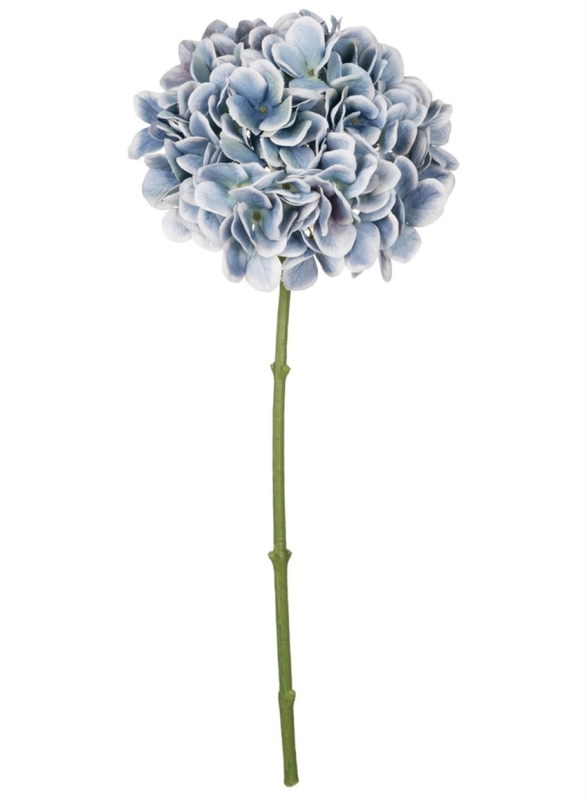 Blue Hydrangeas