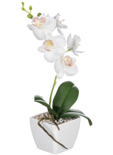 Orchid Phal Pot