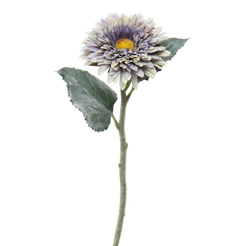 Grey Gerber Daisy 5