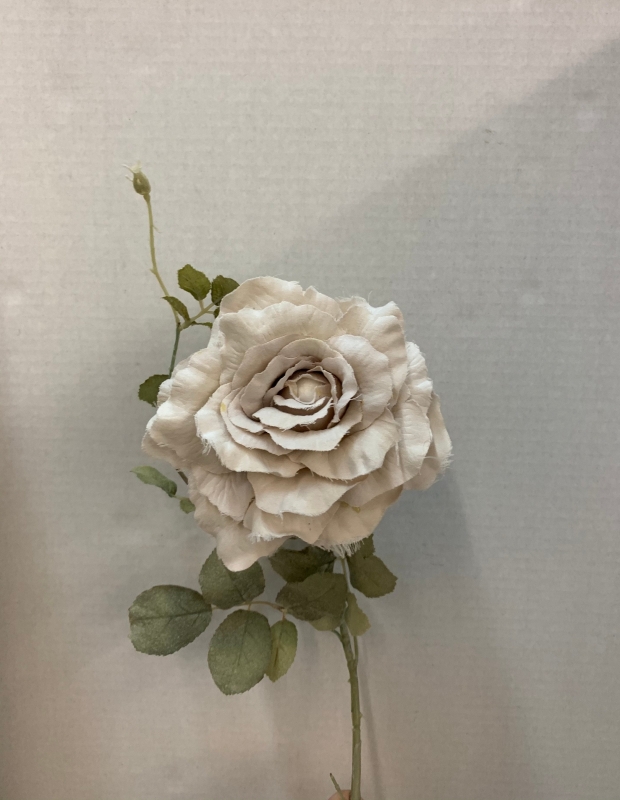 Antique Roses