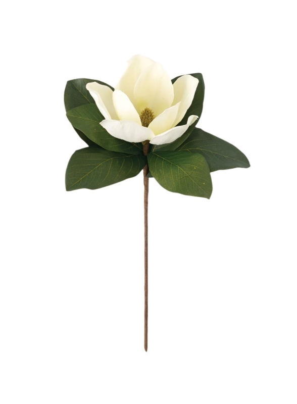 Magnolia Stems