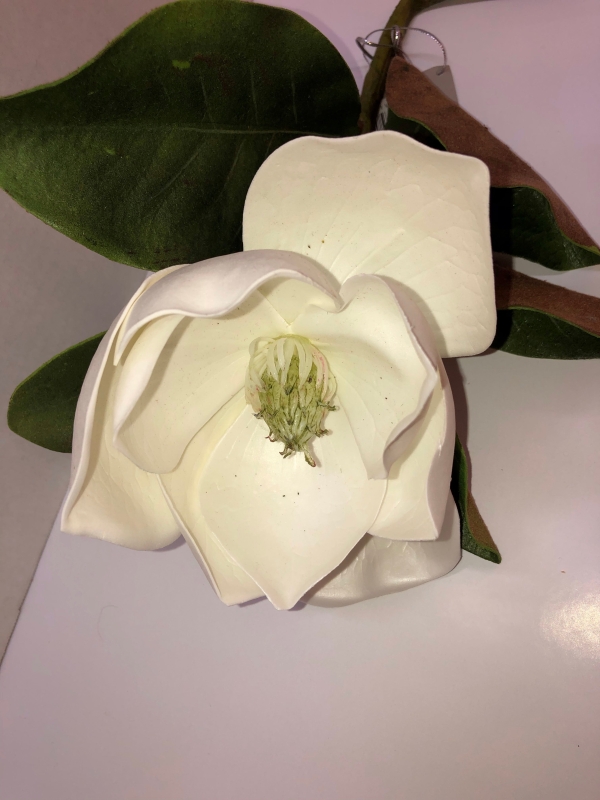 Magnolia Stem