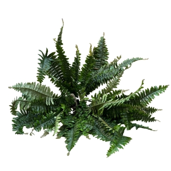 Fern