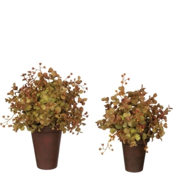 Eucalyptus Potted Plant 2 Asst