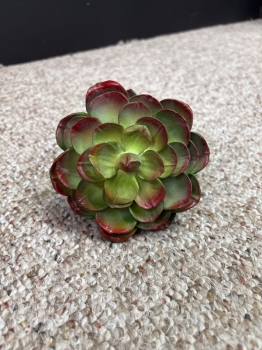 Succulent