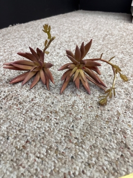Succulent