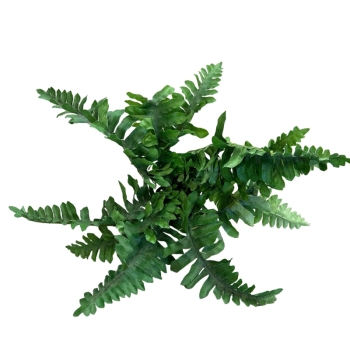 Fern