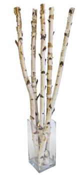 Birch Branch