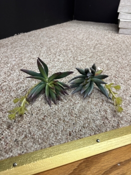 Succulent