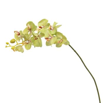 Potted - Real Touch Green Phalaenopsis Orchid 5