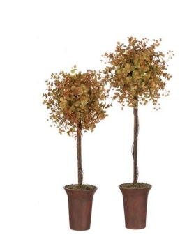 Eucalyptus Topiary Tree