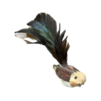 Bird