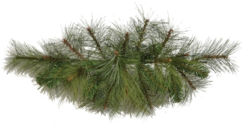 Pine Spray