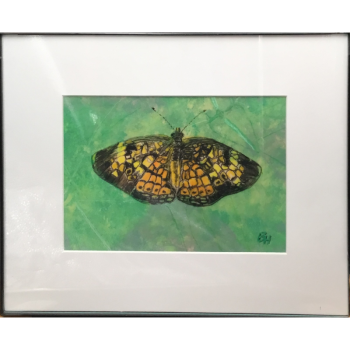 Crescent Butterfly