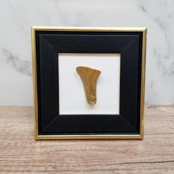 Sea Midas Hand Painted 24K Seashell in Small Frame