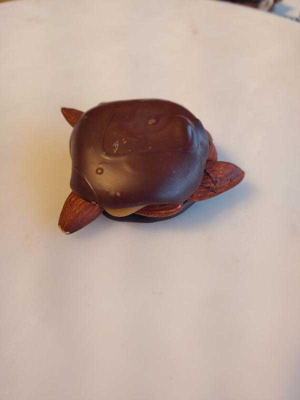 Dark Almond Turtle