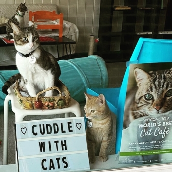 Purr & Pour Cat Café