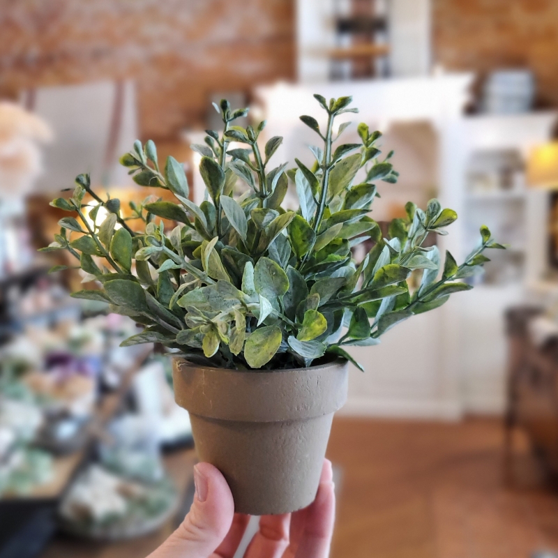 Small Potted Plant (varies)