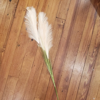 Pampas Grass