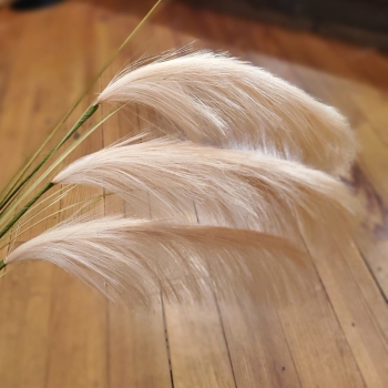 Pampas Grass
