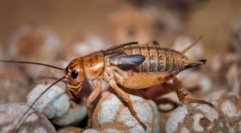 Crickets
