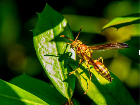 Paper Wasp