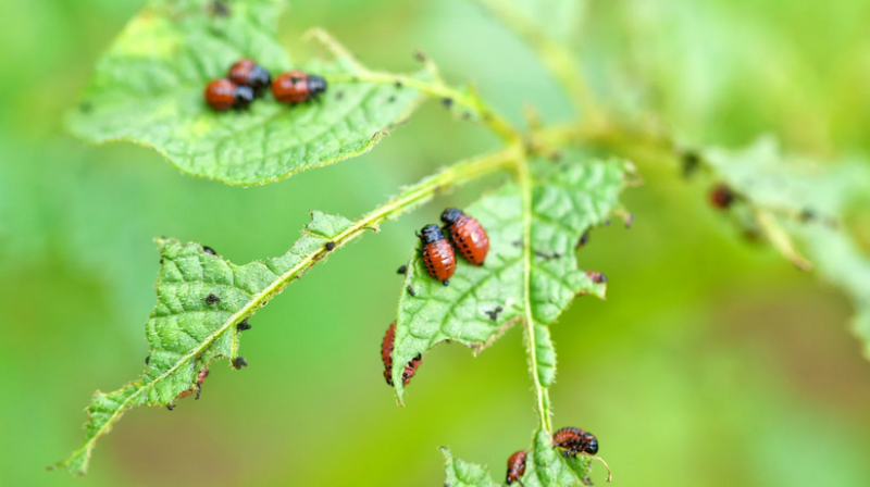 agricultural pest control