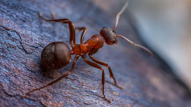 ants