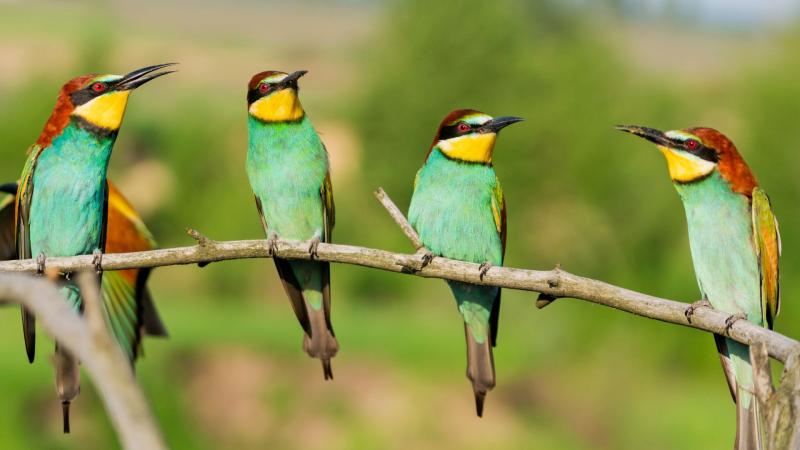 bird exclusion