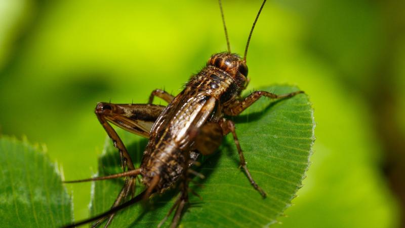 cricket