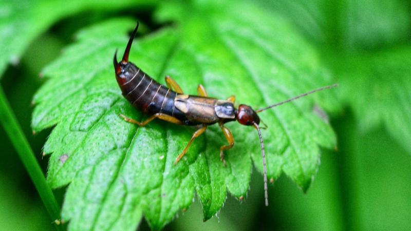 earwigs