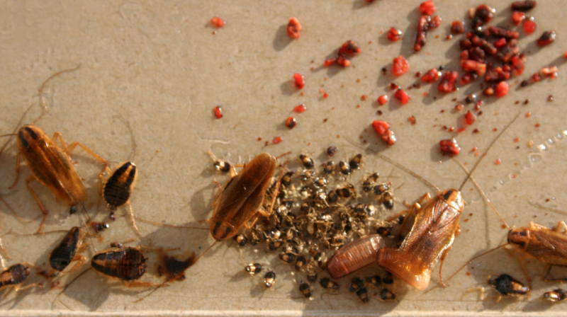 Battle the Infestation: How to Get Rid of German Cockroaches - The ...