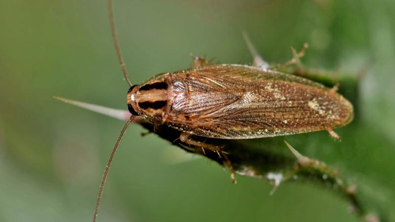 german roaches