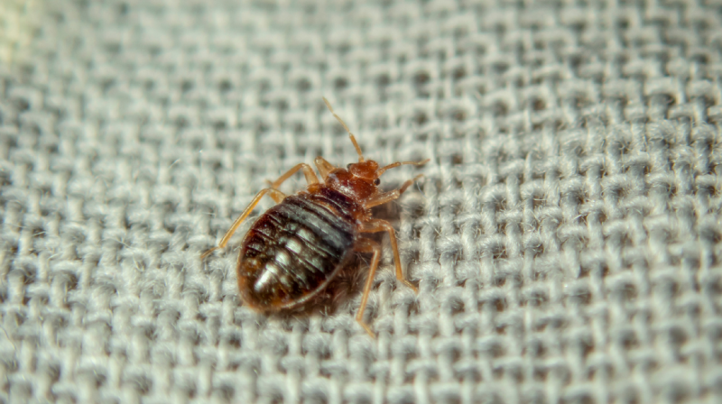 how to get rid of bed bugs